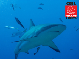Acquario di Genova: bene la riapertura, ora il piano industriale