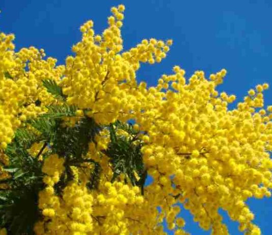 mimosa